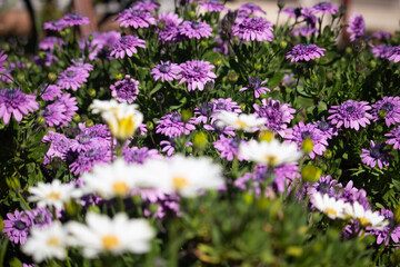 Obraz premium field of flowers