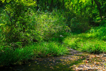 Fototapeta premium 糺の森