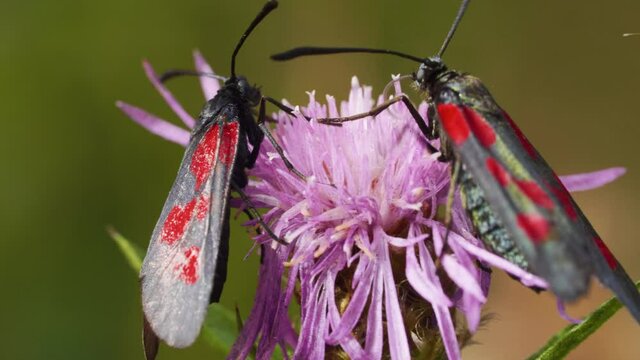 Close-up of a six-spot burnet on the purple flower