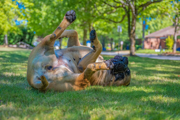 2021-09-01 A BULLMASTIFF ROLLING ON HER BACK ON A LUSH GREEN LAWN