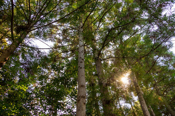 スギの木立に差し込む太陽の光
