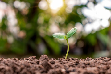 Seedlings grow from fertile soil, ecological concepts, and plant growth.