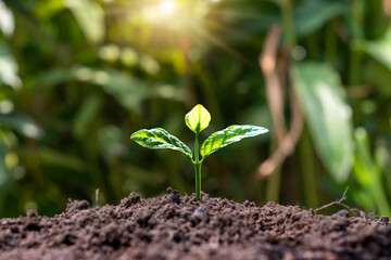 small tree with green leaves natural plant growth concept of agriculture and sustainable plant growth