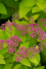 Obraz premium シモツケソウ 高山植物