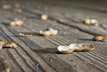 Nut shells scattered on the ground.