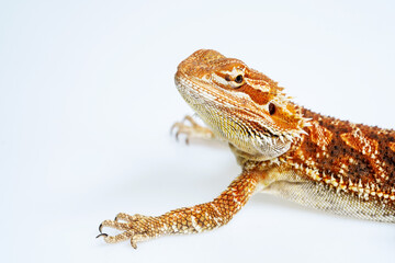 bearded dragon on white background