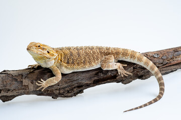 bearded dragon on white background