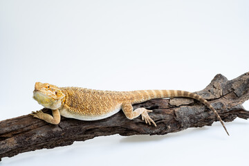 Fototapeta premium bearded dragon on white background