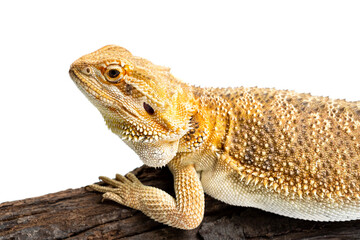 bearded dragon on white background
