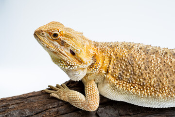 bearded dragon on white background