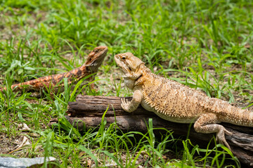 bearded dragon on ground with blur background