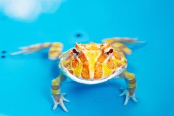 closeup argentine horned frog with blur background