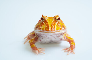 closeup argentine horned frog on white background