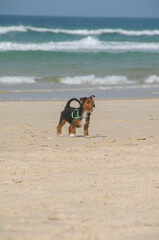 cute little black dog walking on the beach on a sunny day