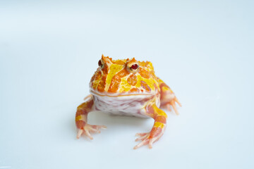 closeup argentine horned frog on white background