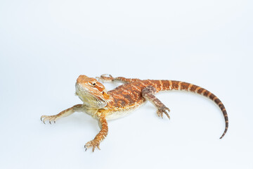 bearded dragon on white background