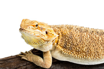 bearded dragon on white background