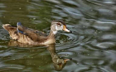  Wood Duck
 Prefer riparian habitats, wooded swamps and freshwater marshes. Females nest in tree cavities or nest boxes and lay an average of 12 bone-white eggs.