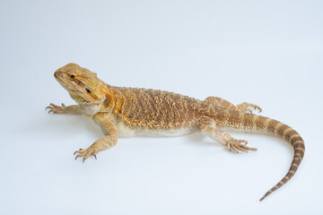 Naklejka premium bearded dragon on white background