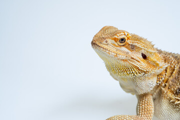 bearded dragon on white background