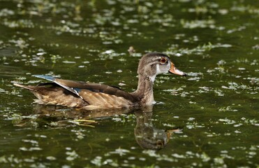  Wood Duck
 Prefer riparian habitats, wooded swamps and freshwater marshes. Females nest in tree cavities or nest boxes and lay an average of 12 bone-white eggs.