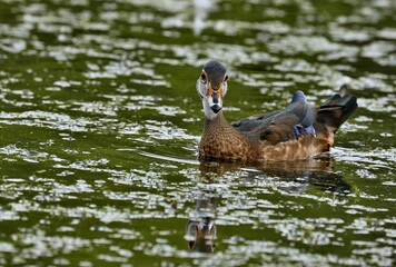  Wood Duck
 Prefer riparian habitats, wooded swamps and freshwater marshes. Females nest in tree cavities or nest boxes and lay an average of 12 bone-white eggs.