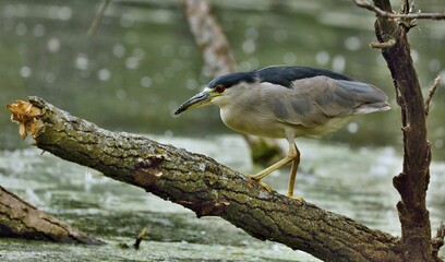 Black-crowned Night-Herons
These social birds breed in colonies of stick nests usually built over water. They live in fresh, salt, and brackish wetlands.