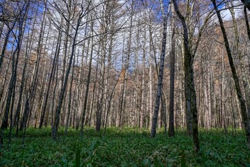 遊歩道から見たほとんど落葉したカラマツ林の情景＠上高地、長野