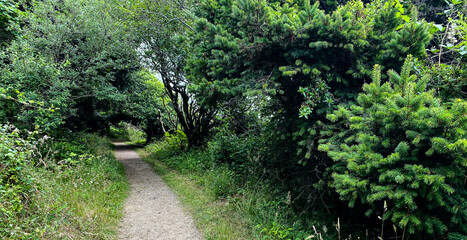 forest hiking trail through pine trees and lush tunnel foliage path