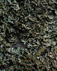 Parmelia close-up. Suitable for your natural background.