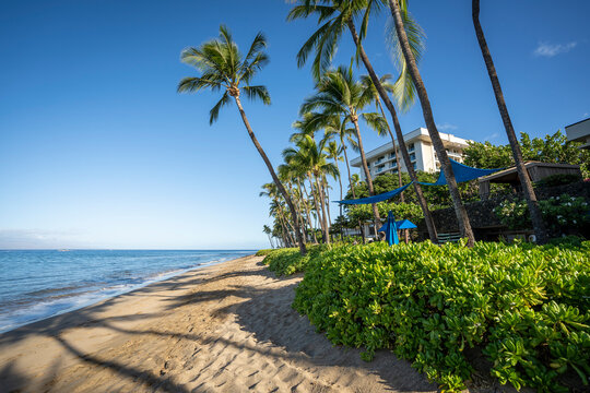 Early morning sunshine paints the lush palm trees and dense foliage on Ka'anapali Beach in Lahaina, Maui, Hawaii.