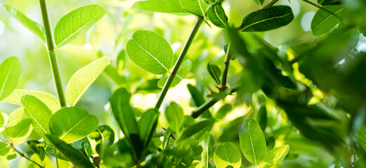 green leaves wall background, leaf wall nature background
