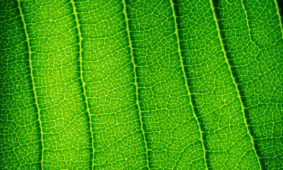 green leaves wall background
