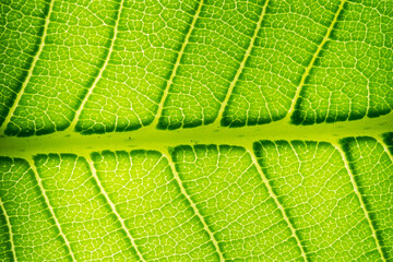green leaves wall background
