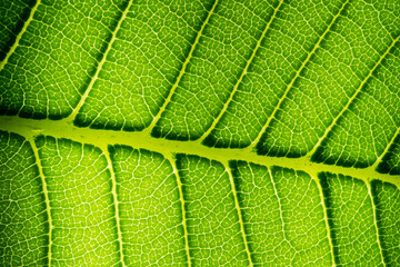 green leaves wall background

