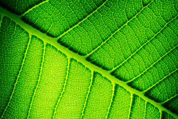 green leaves wall background
