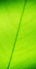 green leaves natural background wallpaper, texture of leaf, leaves with space for text 
