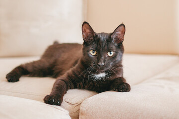 Little adorable black kitten is lying on a beige sofa.