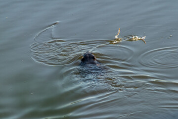 a beaver swims in a forest lake in search of food on a summer morning