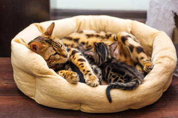 Bengal cat feeds her little kittens with breast