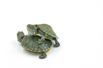 japanese turtle on white background, red-eared slider
