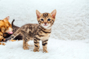 Little bengal kitten on the white fury blanket