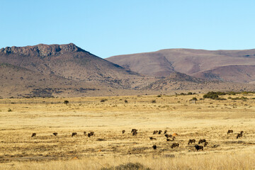 Fototapeta na wymiar Mountain Zebra National Park, South Africa: a general view of the scenery giving an idea of the topography and veld type