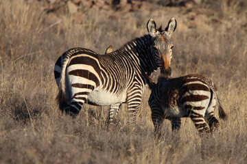 Mountain Zebra National Park, South Africa: Portrait of a Mountain Zebra, Zebra equus, once hunted to near extinction
