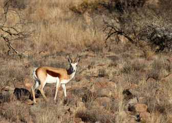 Mountain Zebra National Park, South Africa: Springbuck - Antidorcas marsupialis