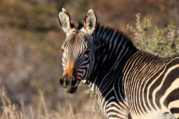 Mountain Zebra National Park, South Africa: Portrait of a Mountain Zebra, Zebra equus, once hunted to near extinction © Peter