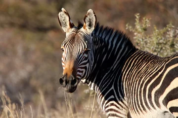 Fototapeten Antilope Mountain Zebra National Park, South Africa: Portrait of a Mountain Zebra, Zebra equus, once hunted to near extinction  © Peter