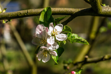Flowers of an apple tree - Malus sylvestris, the European crab apple - in bloom during spring