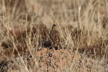 Mountain Zebra National Park, South Africa: Large-billed lark