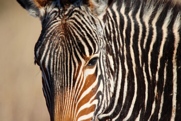 Fototapeta na wymiar Mountain Zebra National Park, South Africa: Portrait of a Mountain Zebra, Zebra equus, once hunted to near extinction